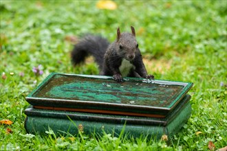 Squirrel standing at table with water in green grass leaning from the front looking in