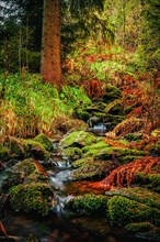 Long exposure of the river "Weisse Sehma" in a spruce forest with red ferns on the river bank and moss-covered stones in the riverbed