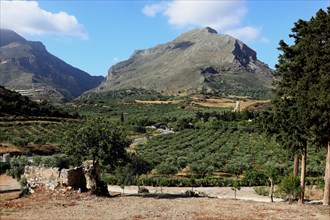 Olive plantations in the south of the island in front of the Kedros mountains