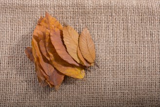 Dry Autumn season leaves on linen canvas