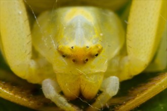 Variable crab spider yellow spider head portrait from the front