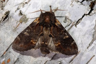 Dromedary tooth moth butterfly with open wings sitting on tree trunk from behind