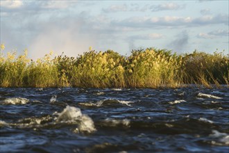 Golden reed withstands the fast-flowing water of the Zambezi river. Livingston