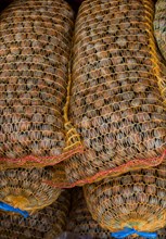 Dried unshelled hazelnuts seeds of Whole nuts in sacks