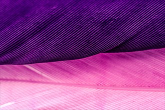 Studio shot photo of colored bird feathers as texture background