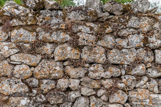 Stone wall on the Causse Mejean in the Cevennes. Aveyron