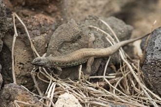 Atlantic lizard