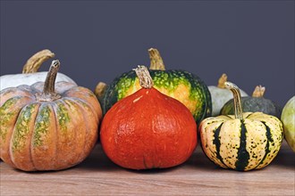 Red Hokkaido pumpkin between mix of different colorful pumpkins and squashes in front of gray wall