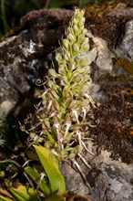 Goat's tongue Inflorescence with a few open white-purple flowers in front of a rock