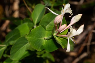 Garden honeysuckle inflorescence with closed white flowers and green leaves