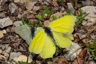 Brimstone two butterflies mating sitting on the ground looking different