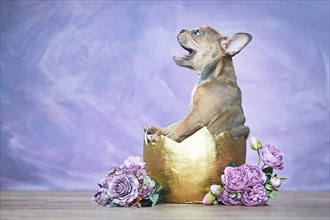 Laughing French Bulldog dog puppy hatching out of golden egg shell next to roses
