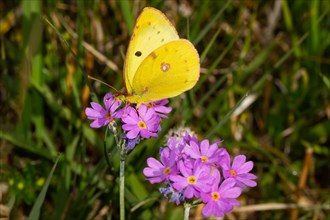 Golden Eight Butterfly Sitting on Pink Flower Seeing Left