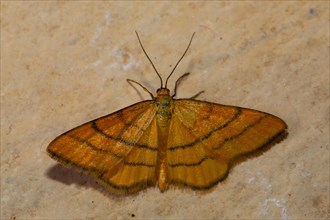 Golden yellow meadow dwarf moth Butterfly with open wings sitting on stone slab from behind