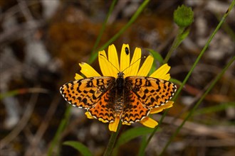 Red Melitaea butterfly butterfly with open wings sitting on yellow flower from behind
