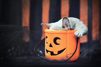 Funny French Bulldog dog puppy with head in spooky Halloween trick or treat basket in front of black and orange paper stream