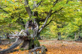 Old hute beech in autumn