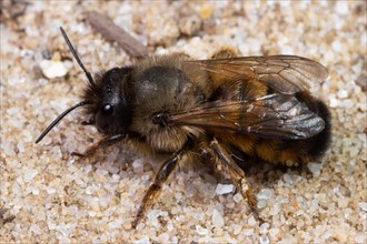 Red mason bee sitting on sand left looking