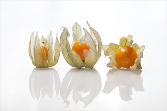 Bunch physalis with shadow on white background