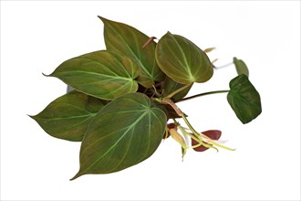 Tropical Philodendron Hederaceum Micans house plant with heart shaped leaves with velvet texture on white background