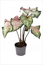 Exotic Caladium Candyland plant with beautiful white and green leaves with pink freckles in flower pot on white background