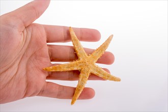 Hand holding a Beautiful orange starfish on a white background
