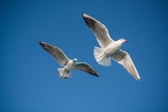 Pair of seagulls flying in blue a sky background