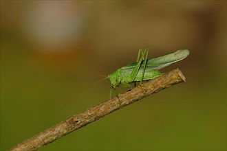 Great green bush cricket