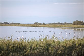 Flamingos