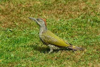 Green woodpecker young bird sitting in green grass left looking