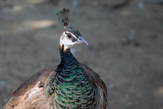 Portrait of peacock outdoors on soil background