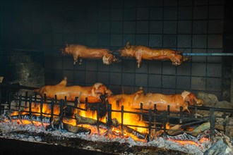 Suckling pig on skewers over open fire of wood in grill open oven