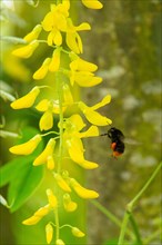 Stone bumblebee next to yellow flower panicle flying left sighted