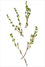 Twigs of thyme scattered on a white background