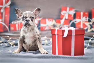Merle colored French Bulldog dog puppy sitting next to red Christmas gift box with ribbon surrounded by seasonal decoration