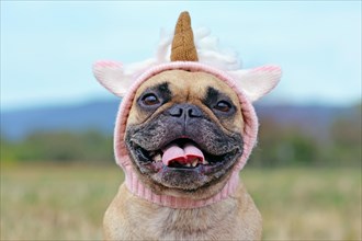 Cute French Bulldog dog dressed up with Halloween costume in shape of pink knitted unicorn hat