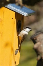 Marsh tit hanging from nest box looking back right