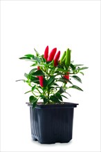 Jalapeno chili pepper isolated on white background. Bush of chili pepper for home gardening