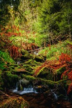 Long exposure of the river "Weisse Sehma" in a spruce forest with red ferns on the river bank and moss-covered stones in the riverbed