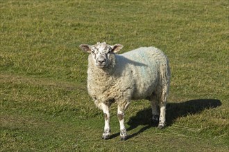 Sheep at Birling Gap