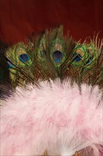 Beautiful bird feathers for decorative purposes