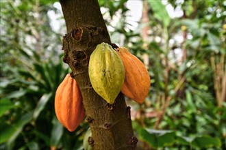 Theobroma Cacao cocoa plant tree with huge yellow and green cocoa beans used for production of chocolate