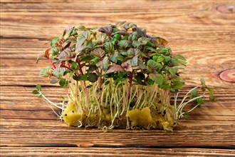 Fresh microgreens. Sprouts of shiso on wooden background