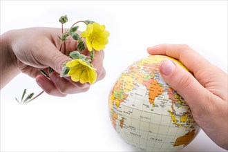 Hand holding a little model globe and yellow flowers