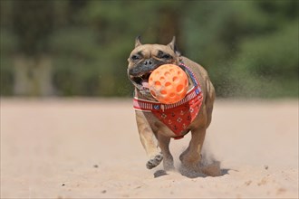 Happy French Bulldog dog playing fetch while running in sand dune holding big orange toy ball in mouth