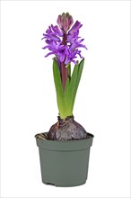 Hyacinth plant 'Hyacinthus Purple Sensation' with violet blooming flowers in pot on white background