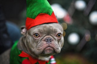 Portrait of funny lilac French Bulldog dog dressed up as christmas elf wearing costume with green and red hat and shirt