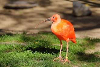 Red Sickler or scarlet ibises