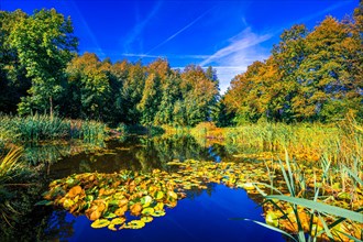 A small pond with water lilies and reeds at the Moorgarten in autumn under a blue sky