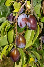 Plums on the branch with some blue fruits and green leaves